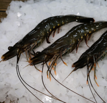 Black Tiger – The Sea Marine Products Sdn. Bhd