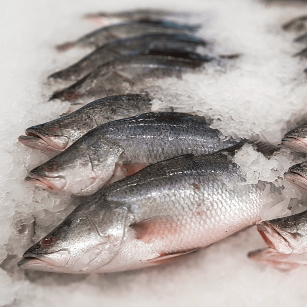 Premium farm-raised barramundi supplied by The Sea Marine