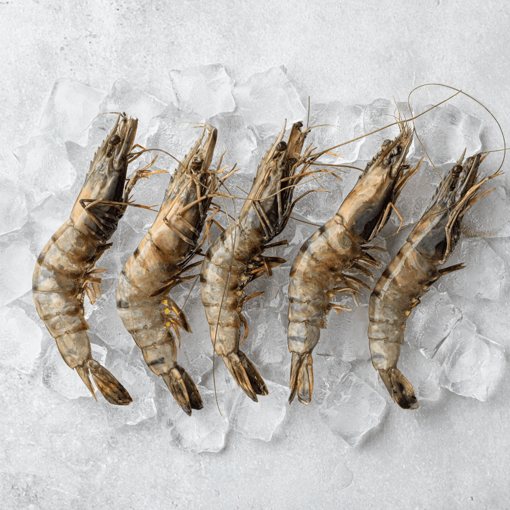 Farm-raised black tiger prawns supplied by The Sea Marine