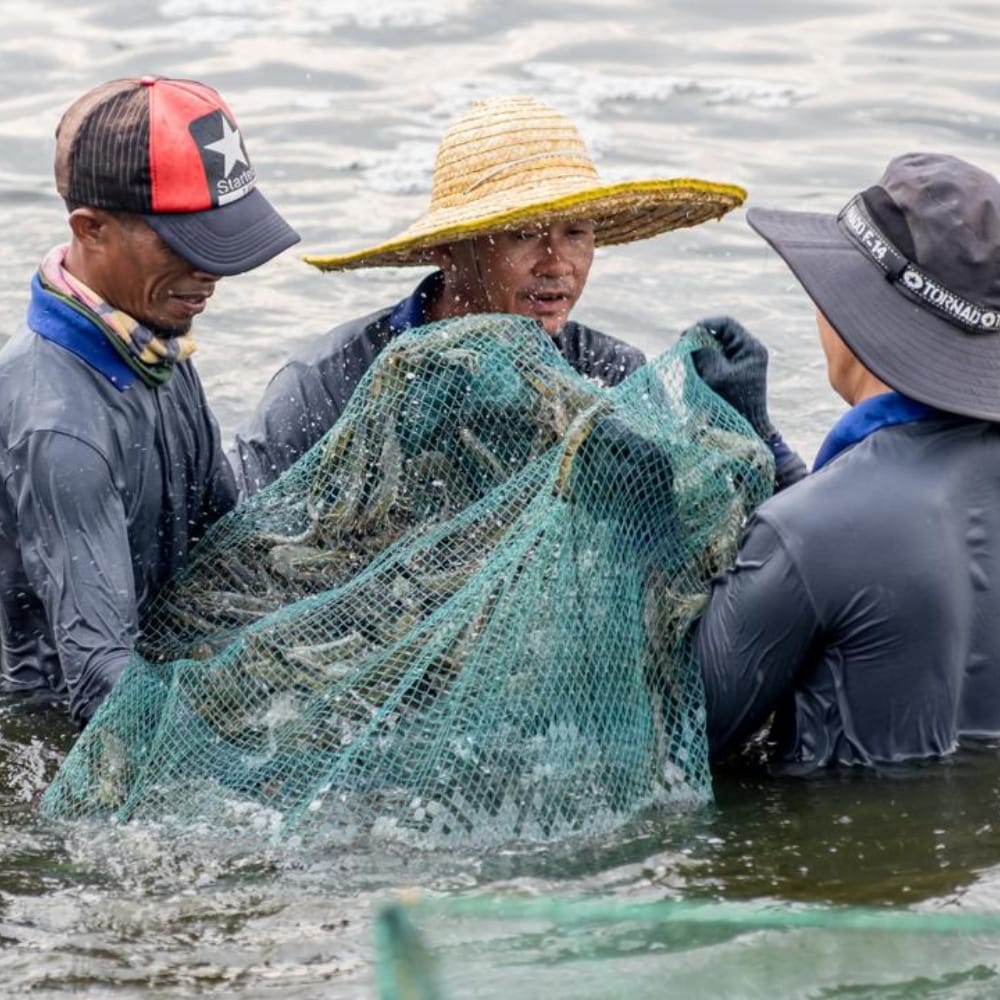 Seafood harvesting and logistics operations