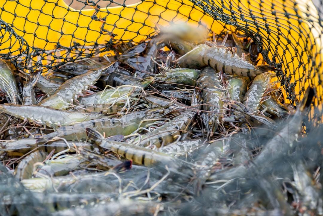 Integrated aquaculture production site