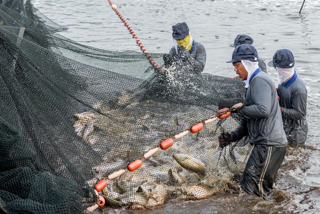 Integrated aquaculture production site