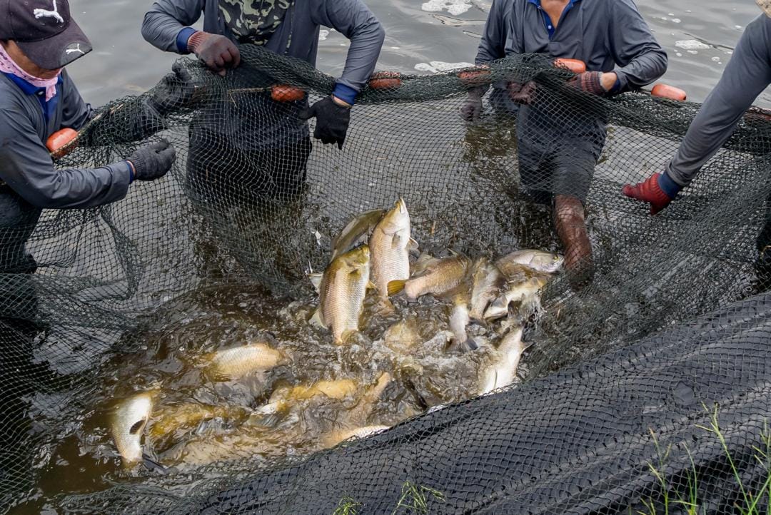 Integrated aquaculture production site