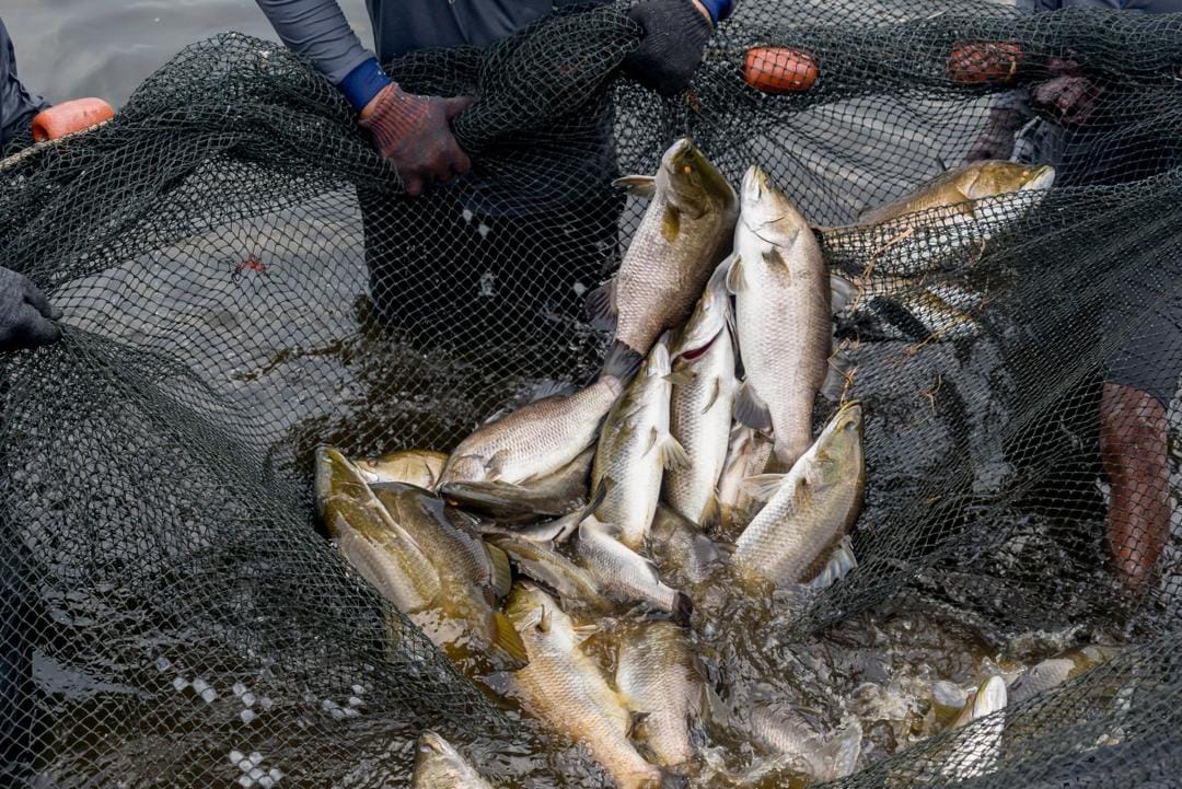 Integrated aquaculture production site