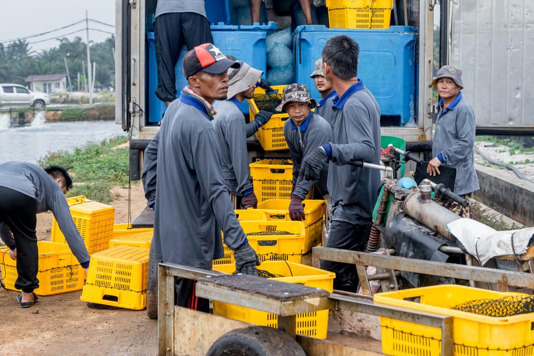 Integrated aquaculture production site