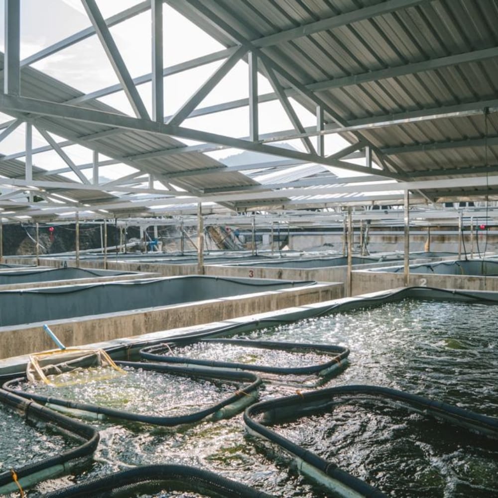 Broodstock fish used in The Sea Marine aquaculture ecosystem