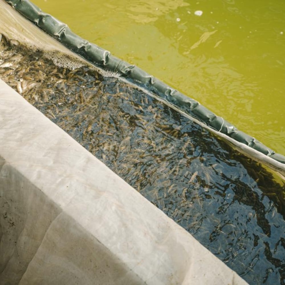 Aquaculture hatchery and feed operations