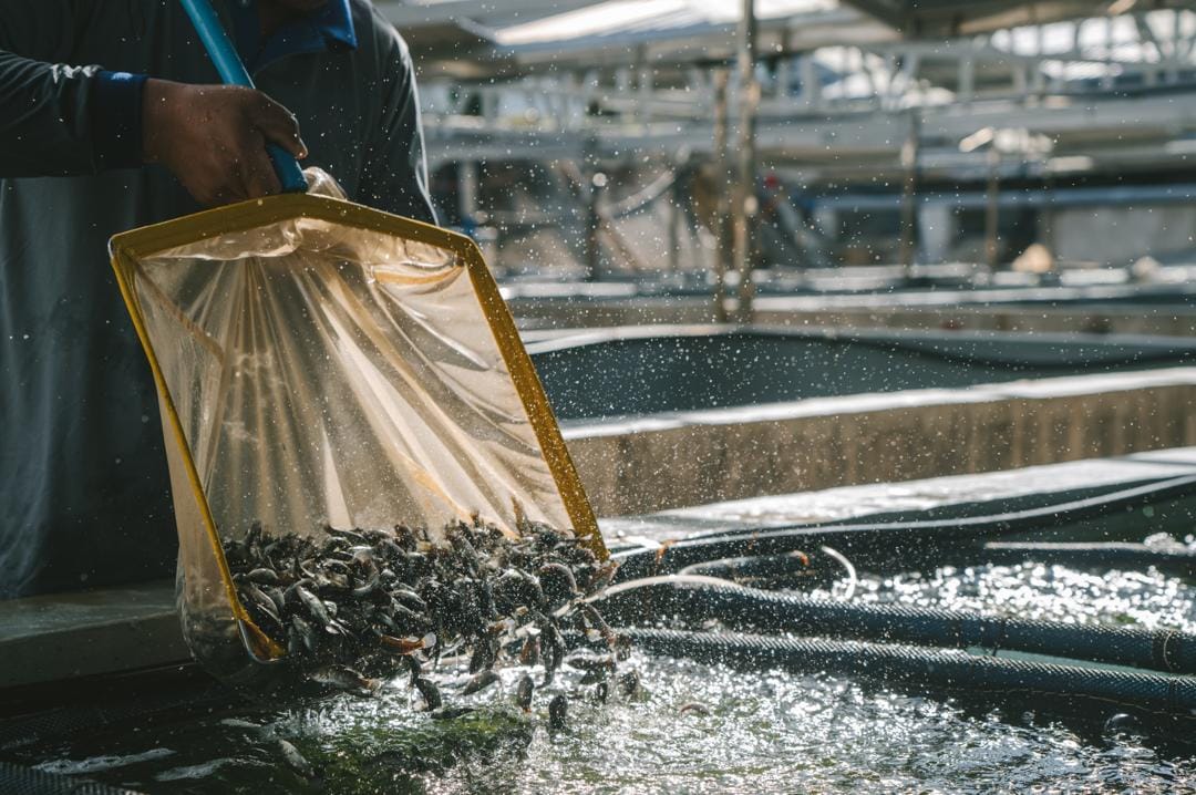 Aquaculture farming pond and surrounding environment