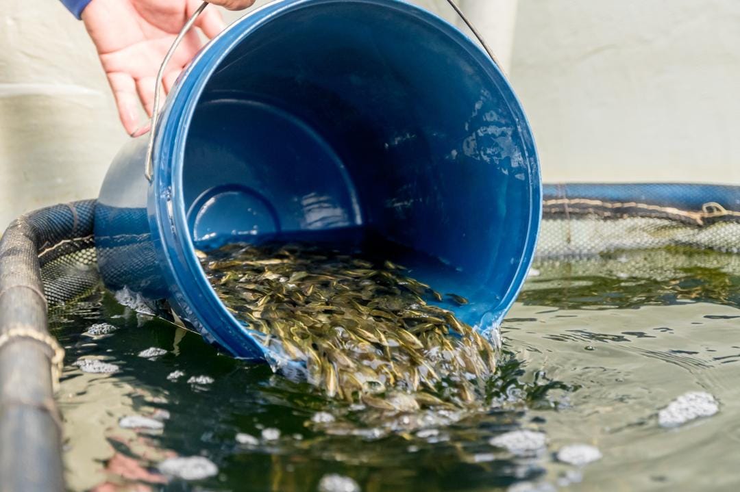 Integrated aquaculture production site
