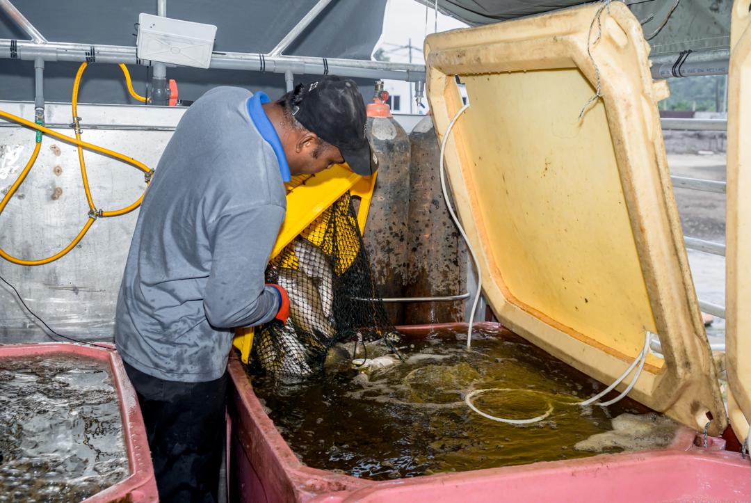 Integrated aquaculture production site