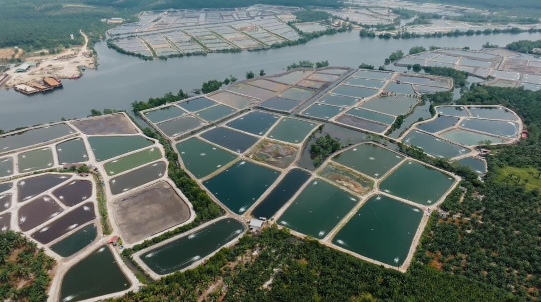 Aquaculture pond infrastructure