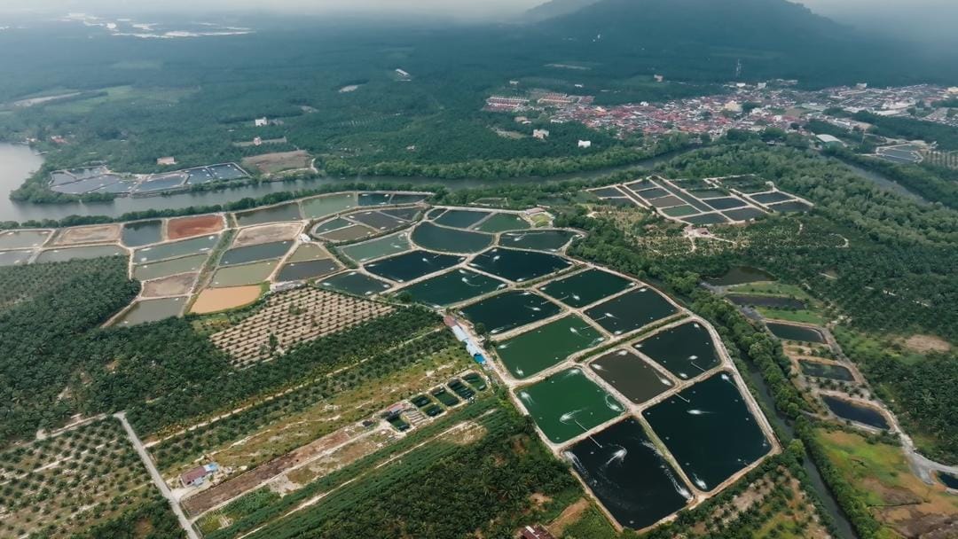 Managed pond farming site