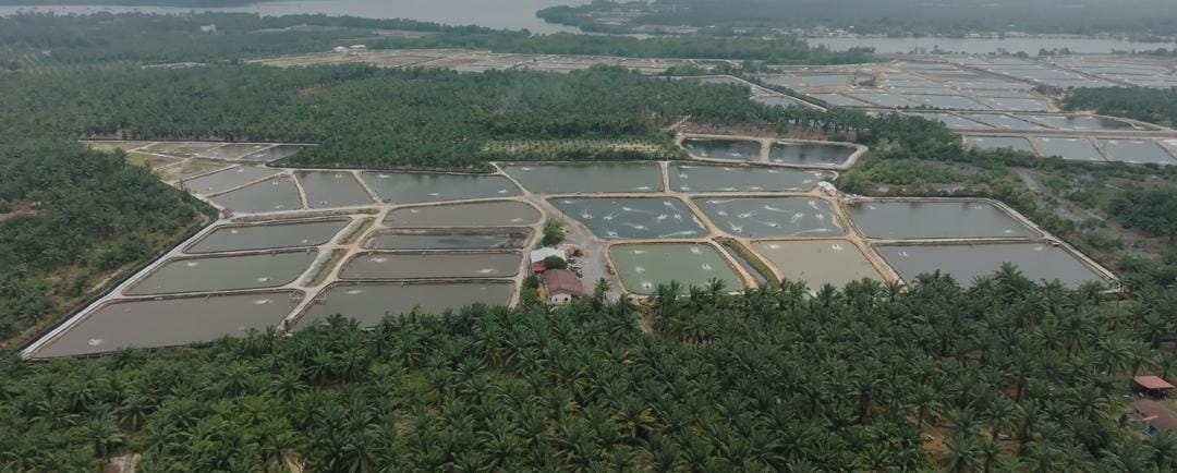 Aquaculture farming environment and water systems