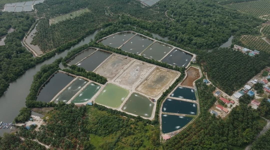 Pond management and aquaculture operations