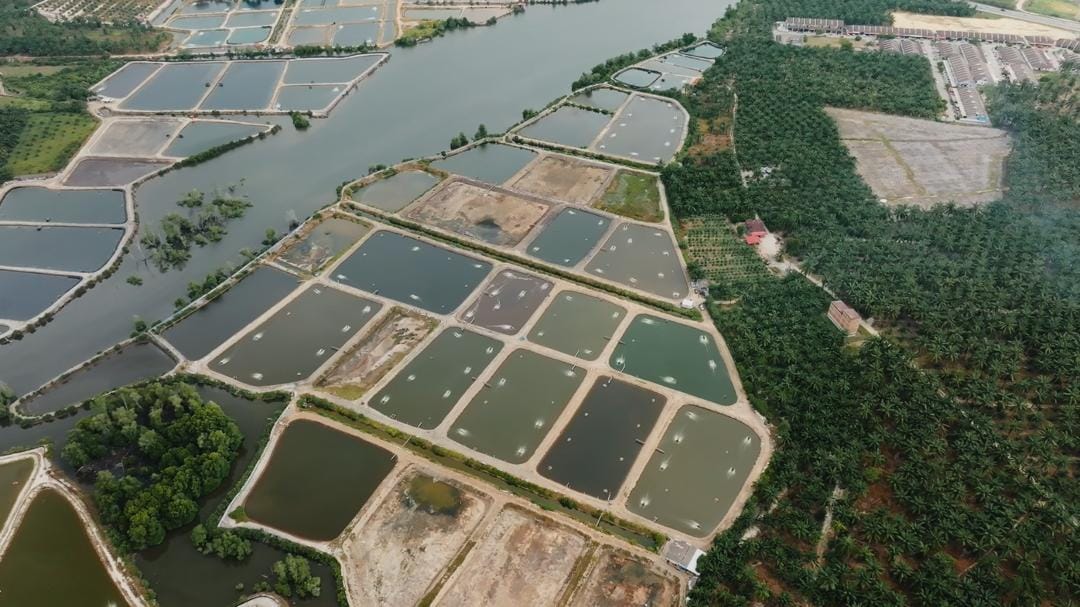 Aquaculture production pond site