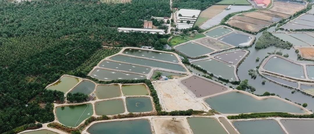 Aquaculture production pond site