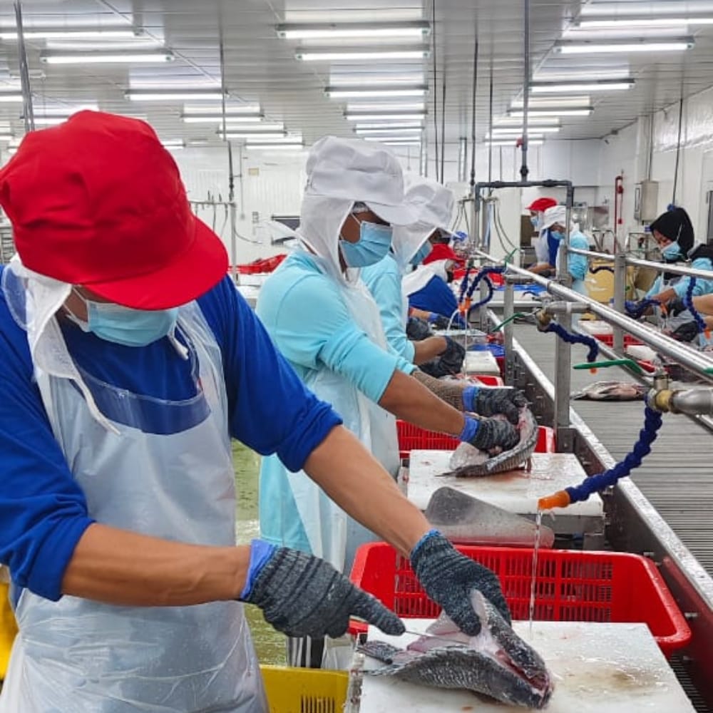 Seafood processing operations and product handling