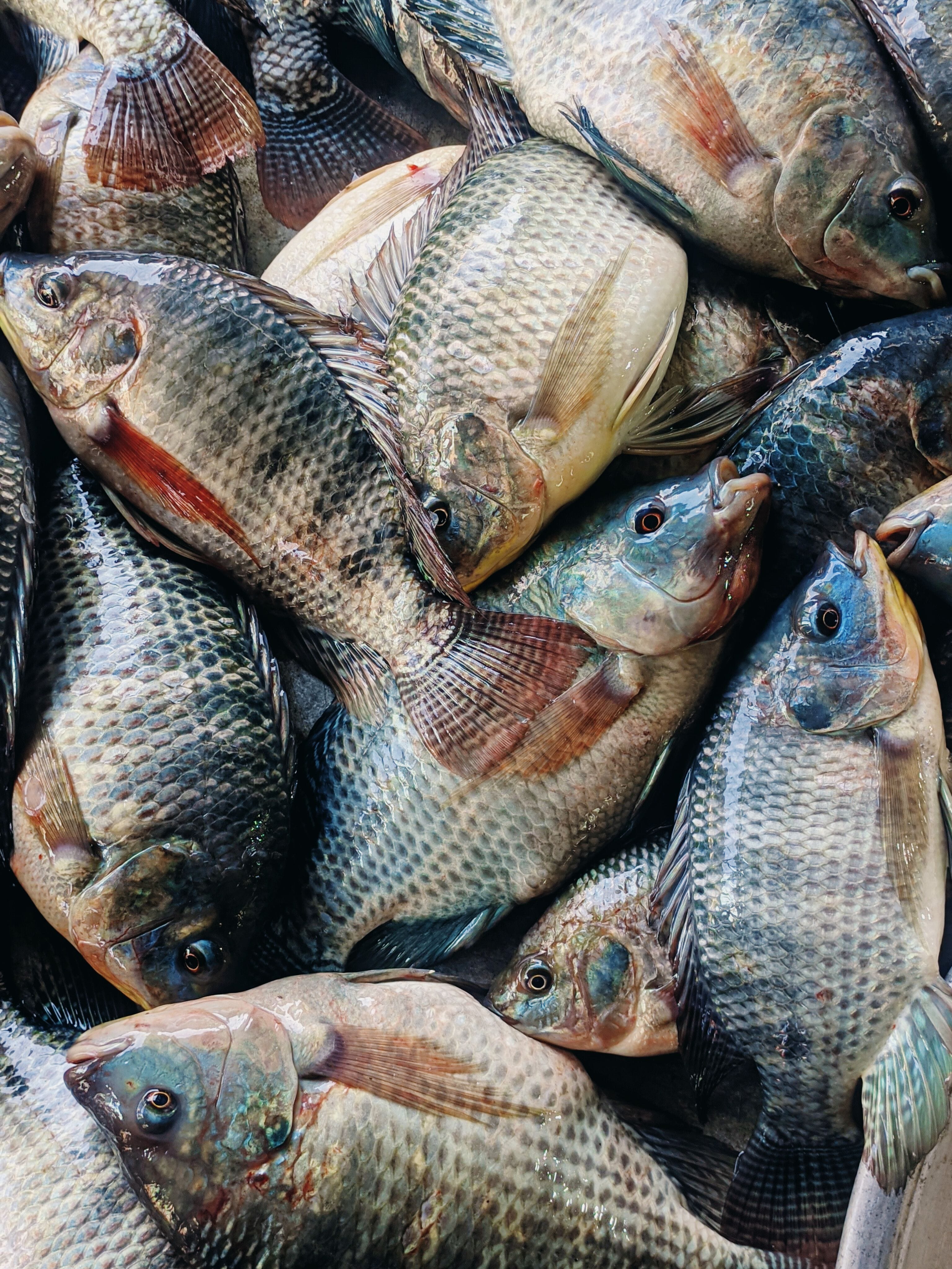 Farm-raised tilapia supplied by The Sea Marine