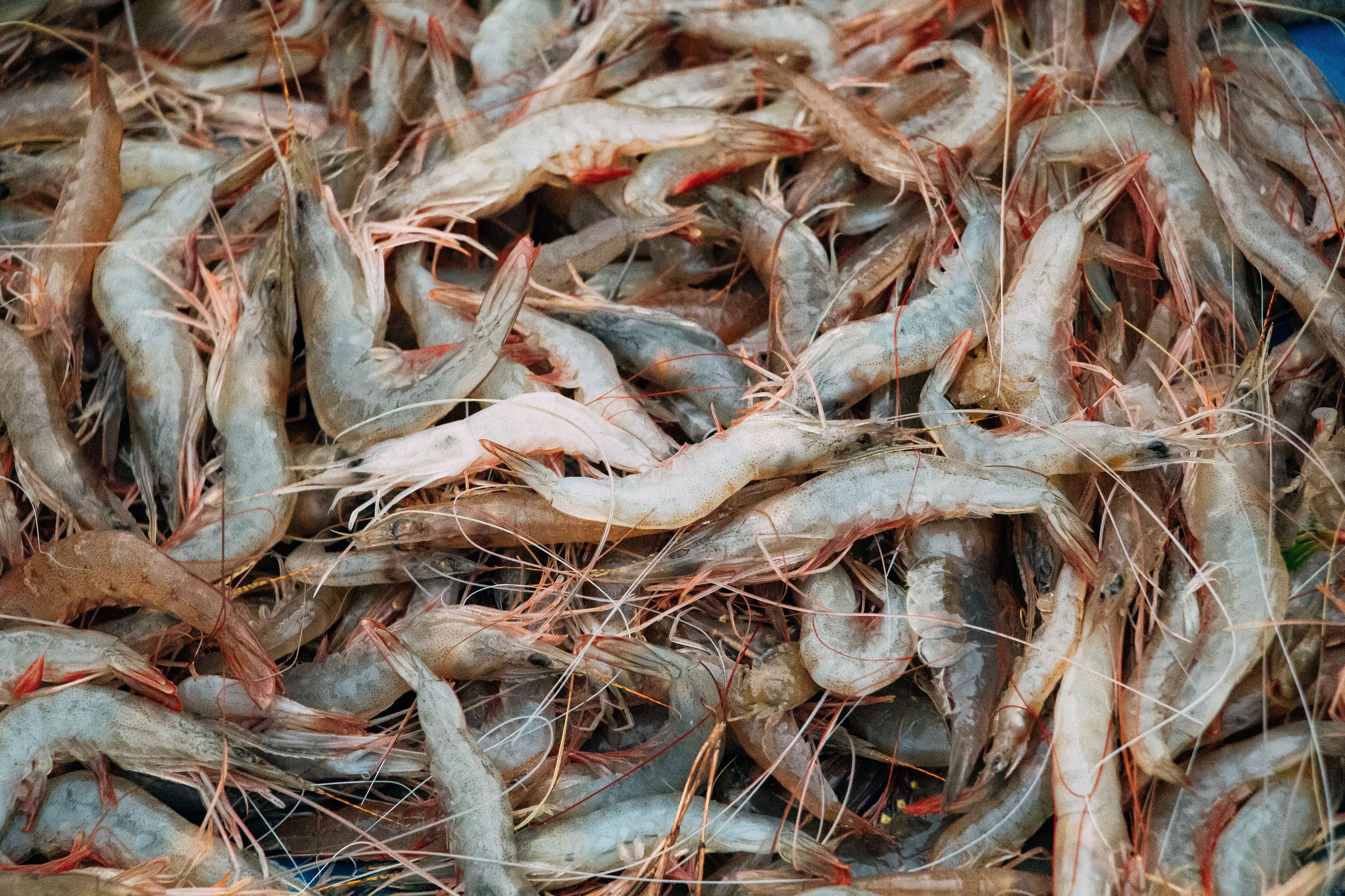 Farm-raised vannamei prawns supplied by The Sea Marine